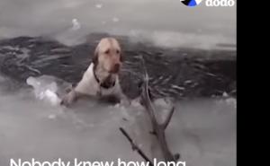 Plač su čuli dobri ljudi: Dramatična borba za život psa iz zaleđenog jezera