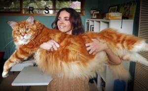 Dug gotovo 1,2 metara: Upoznajte Omara, najvećeg mačka na svijetu