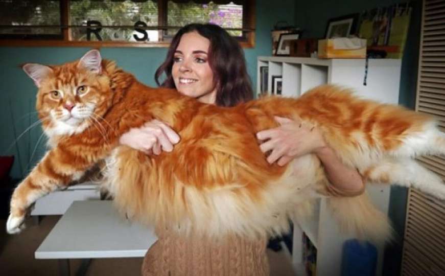 Dug gotovo 1,2 metara: Upoznajte Omara, najvećeg mačka na svijetu