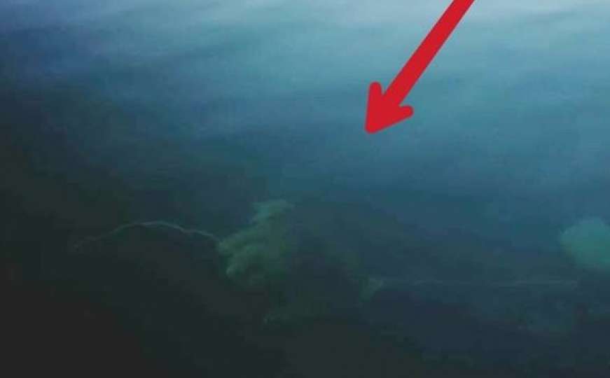 Monstruozno: Pas živ svezan i utopljen u more kao mamac krivolovcima na hobotnice