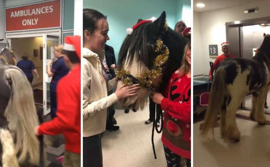 Radost Božića: Dovela konja na 13. sprat bolnice da bi iznenadila bolesnu sestru
