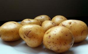 Ruski naučnici uzgajaju krompir otporan na hladnoću