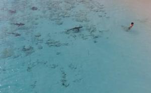 Zahvaljujući snimatelju, dječak uspio da pobjegne ajkulama