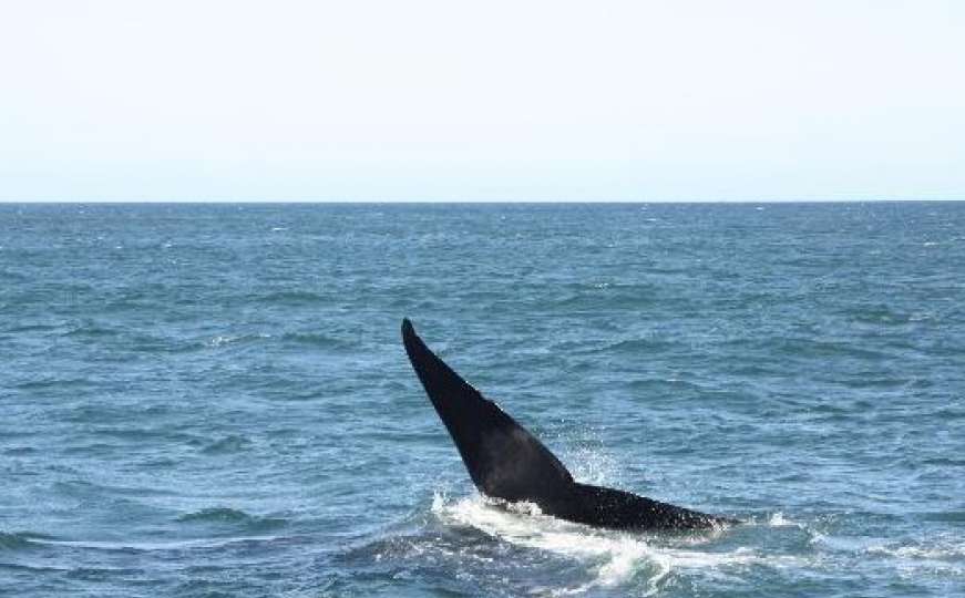 U Jadransko more uplovio veliki kit, drugi po veličini koji je ikada živio na Zemlji