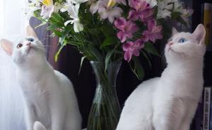 Iriss i Abyss bi nosile laskave titule najljepših mačaka na svijetu
