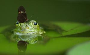 Najbizarnija stvar u svijetu životinja koju ste mogli čuti do sada