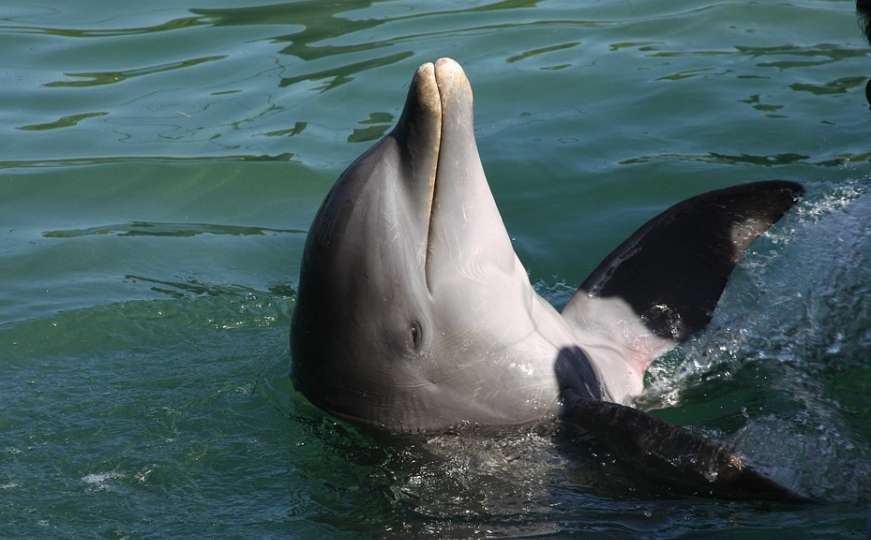Od posljedica zaraze virusom u Brazilu uginulo više od 170 delfina