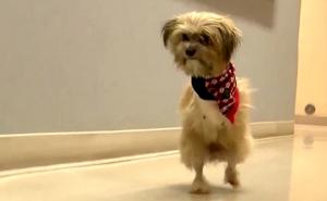 Noel - psić amputirac koji ne zna za prepreke 