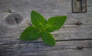 Nabavite ove biljke za zdravlje vaših pluća