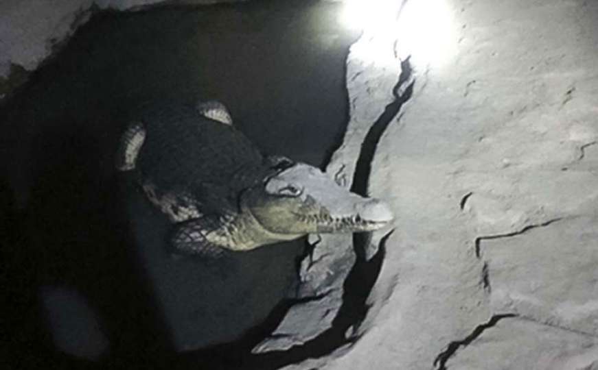 Samo u Rusiji: Policija tokom racije pronašla krokodila u podrumu