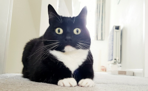 Upoznajte Radoznalu Zeldu, mačku koja uvijek izgleda šokirano 