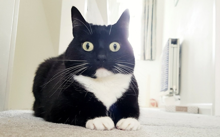 Upoznajte Radoznalu Zeldu, mačku koja uvijek izgleda šokirano 