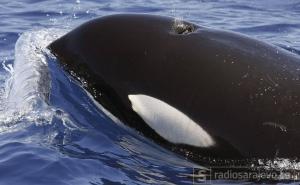 Nevjerovatna priroda: Kako kitovi ubice rade zajedno da dođu do plijena