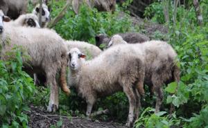 U Bratuncu eutanizirane ovce zaražene brucelozom i Q groznicom