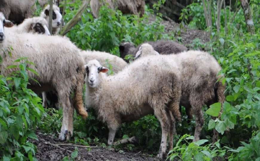 U Bratuncu eutanizirane ovce zaražene brucelozom i Q groznicom