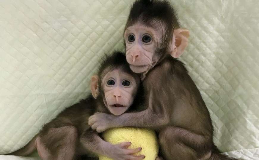 Prvi majmuni klonirani na isti način kao ovca Doli