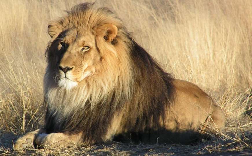 Hrvat ubijen tokom lova na lavove 