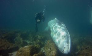 U Jadranskom moru pronađen uginuli kit dužine 12 metara