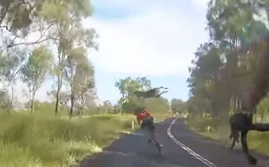 Kad priroda udari: Kengur nokautirao biciklistkinju i postao viralni hit