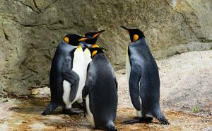 Zašto su pingvini crno-bijele boje?