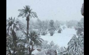 Snijeg prekrio pustinju u Maroku, prvi put nakon 50 godina zabijelile palme