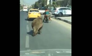 Medvjed hodao posred ulice, između automobila i prestravio prolaznike 