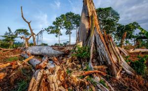 Na Zemlji više nema dovoljno mjesta za sadnju šume za spas od zagađenja