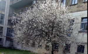 Džanarika najavila proljeće: Probeharalo jedno od najstarijih stabala