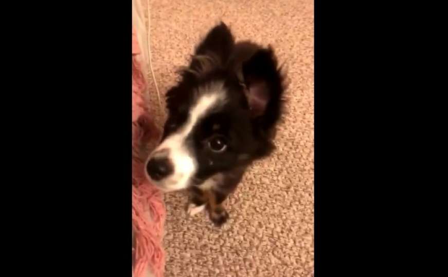 Pas koji plače nakon što ga je vlasnica izgrdila osvojio društvene mreže