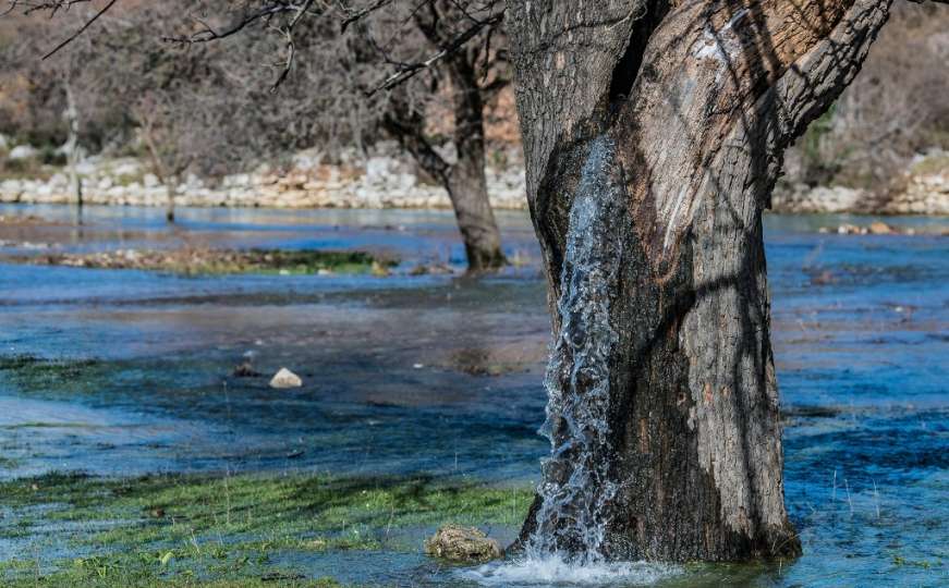 Rijedak prirodni fenomen u Crnoj Gori: Stablo murve iz kojeg izvire voda