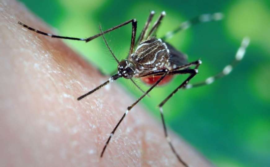 Naučnici tvrde kako komarci pamte kad ih pokušamo otjerati