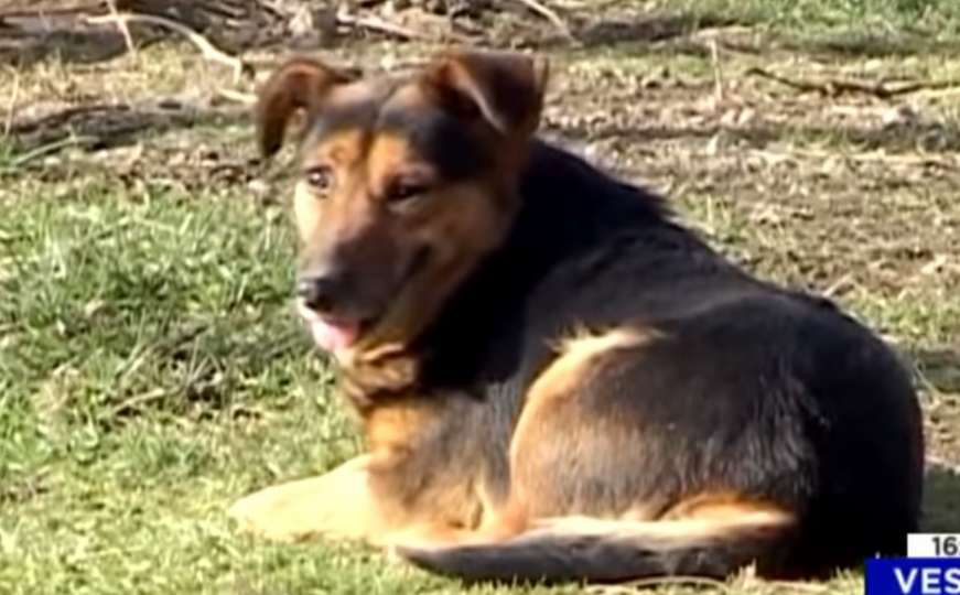 Pokušali ukrasti Hachika iz Kuršumlije, psa koji 12 mjeseci čeka umrlog vlasnika