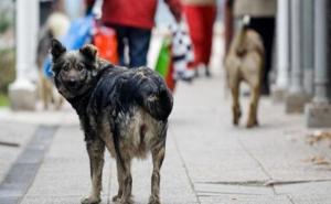 Pas lutalica ugrizao 14-godišnjeg dječaka, napadnuta i trudnica u Kotor Varoši