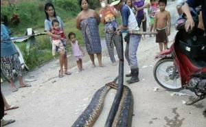 Uhvatili pitona dugog šest metara pa njime nahranili cijelo selo