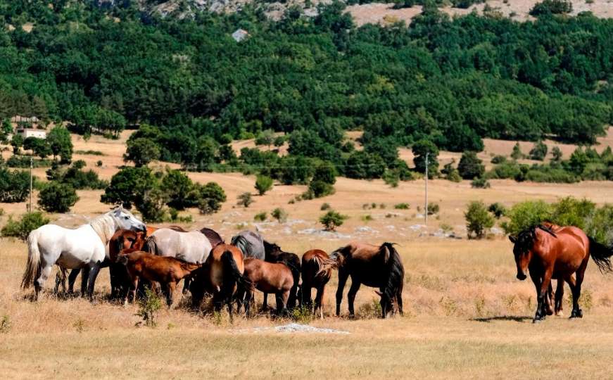 Divlji konji stvaraju probleme vozačima na dionici Livno-Kupres