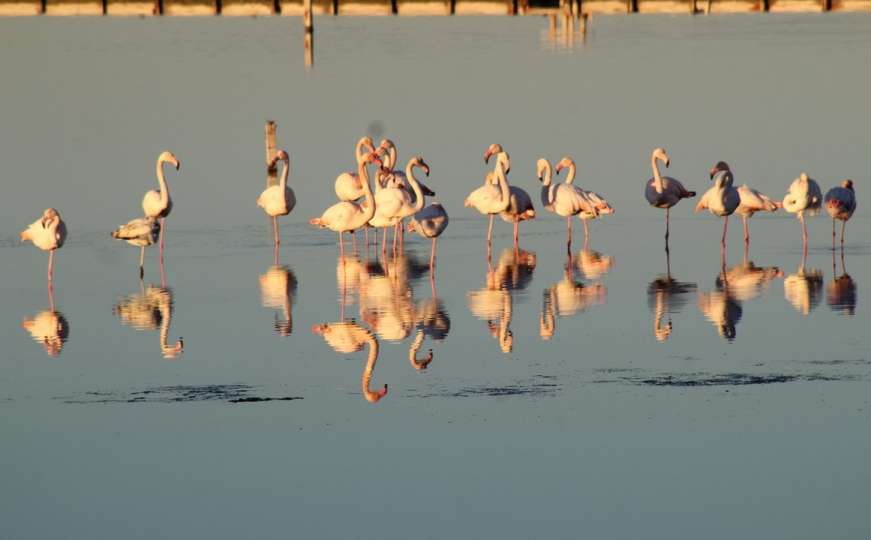 Ptice ružičastog perja se udomaćile u laguni Đavolje trpeze