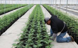 California traži berače marihuane, plaće i do 900 dolara dnevno