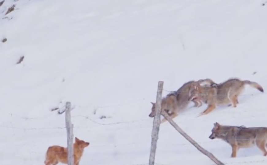 Objavljen nesvakidašnji snimak: Čopor vukova okružio psa 