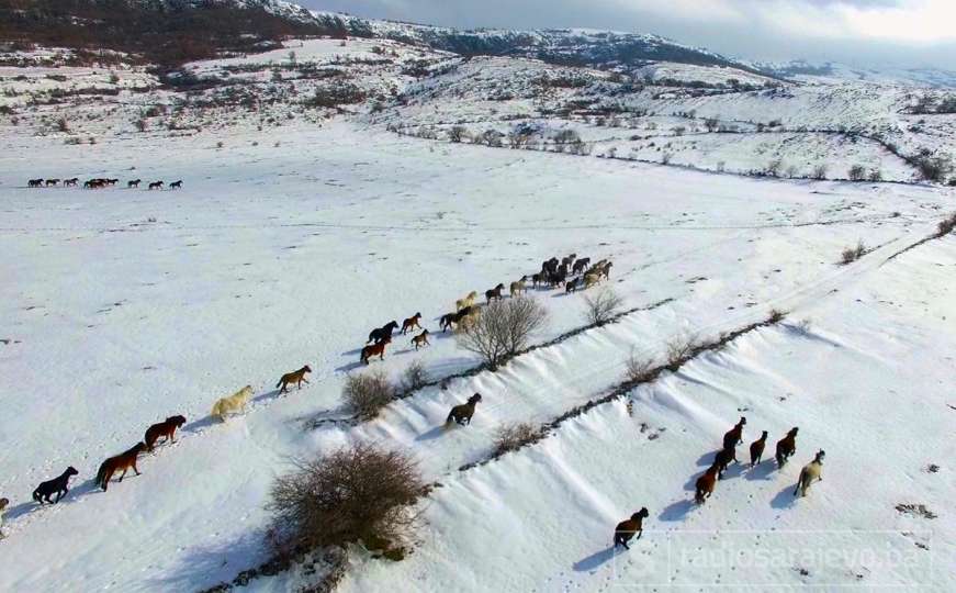 Fascinantan snimak iz zraka: Livanjski divlji konji snimljeni u 4K rezoluciji