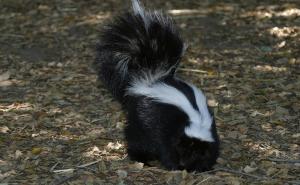 Želio se riješiti tvorova, a uspio jedino uništiti vlastiti dom