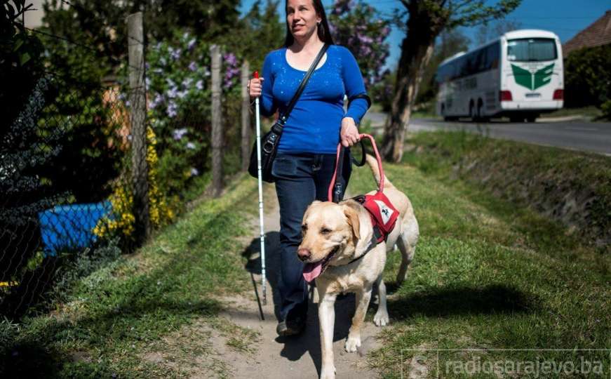 Slijepim osobama u BiH nedostupni psi vodiči, država ne želi pomoći