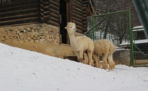 Pionirska dolina otvorena za posjetioce: Životinje dobro podnose hladnoće