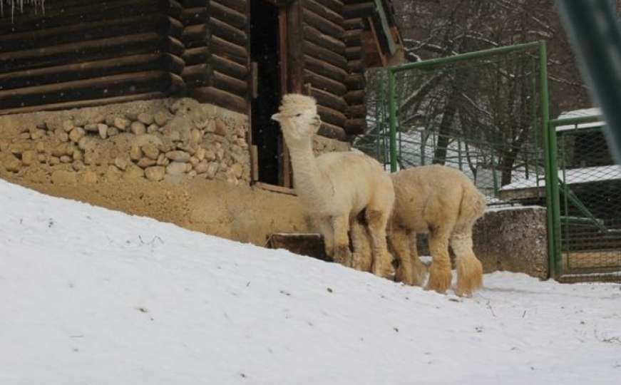 Pionirska dolina otvorena za posjetioce: Životinje dobro podnose hladnoće