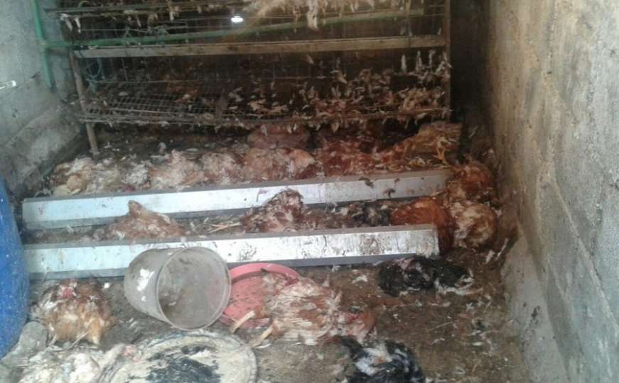 Tetovo kod Zenice: Psi lutalice rastrgali 48 kokoši