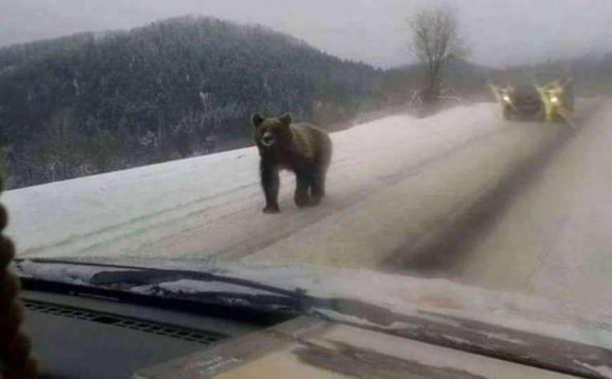 Prekinuo zimski san: Zaigrani medvjed na cesti iznenadio bh. vozače