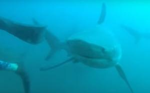 Ronilac snimio trenutak kad ga je napala ajkula