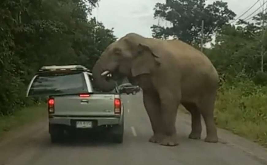 Radoznali slon: Pomjerio surlu i “raznio” krov automobila