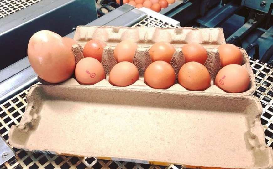 Čudo prirode: Farmer pronašao džinovsko kokošje jaje