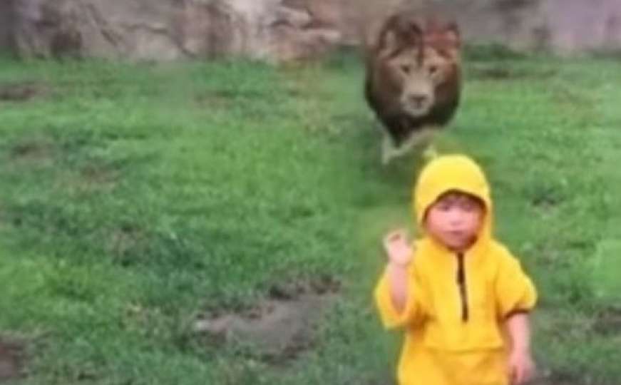 Zastrašujući video: Lav pokušao napasti dječaka