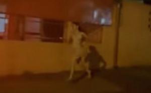 Luda ljubav: Gola trčala gradom zbog mobitela i dečka